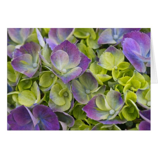 Keukenhof Garden Hydrangea Cards (Front Horizontal)