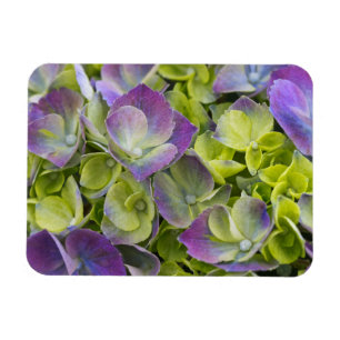Keukenhof Garden Hydrangea Magnet