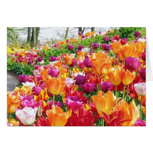 KEUKENHOF GARDENS CARDS (Front Horizontal)