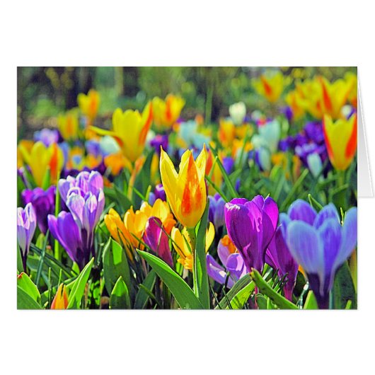 KEUKENHOF GARDENS, HOLLAND CARDS (Front Horizontal)