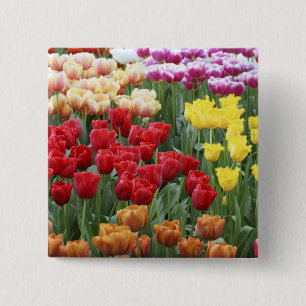 Keukenhof Gardens, Holland, specializes in 2 Button