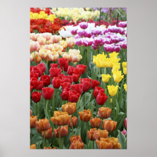 Keukenhof Gardens, Holland, specializes in 2 Poster