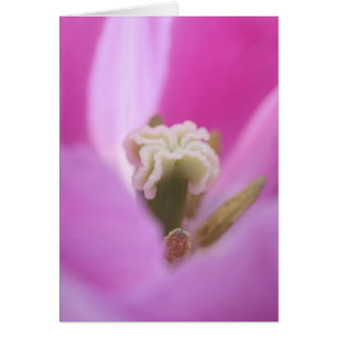Keukenhof Gardens, Holland, specializes in 3 Cards