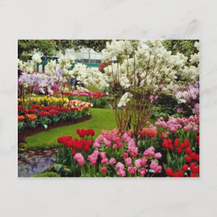 Keukenhof gardens in Lisse, south of Amster Postcard