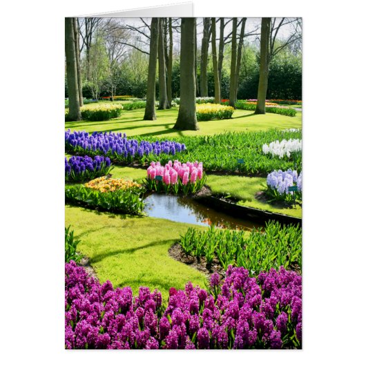 KEUKENHOF GARDENS, LISSE HOLLAND CARDS (Front)