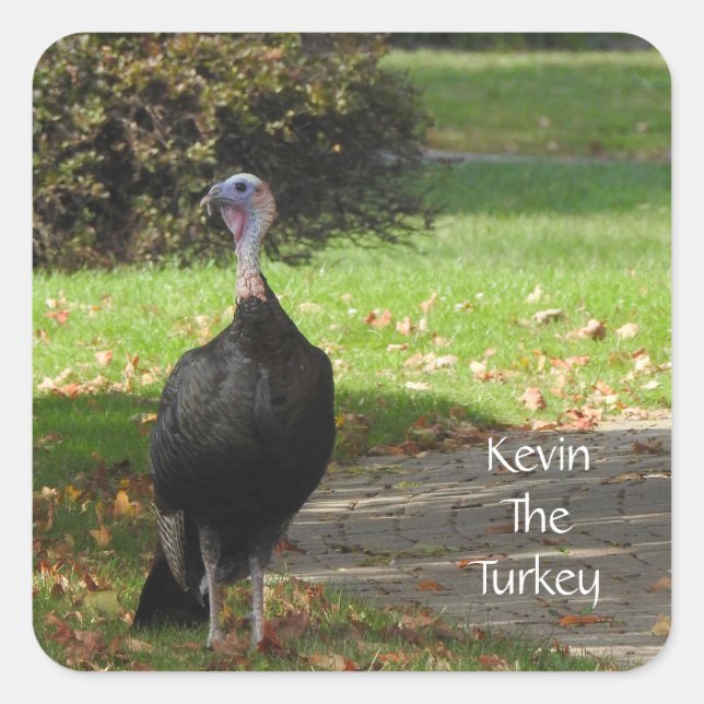 Kevin The Turkey - Old Wethersfield , CT Square Sticker (Front)