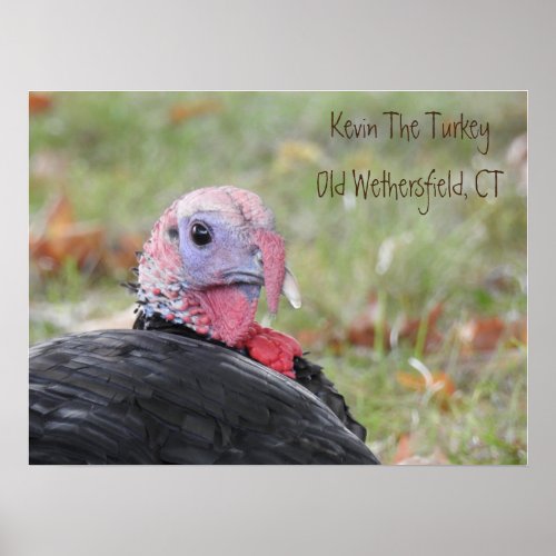 Kevin The Turkey _ Old Wethersfield Poster