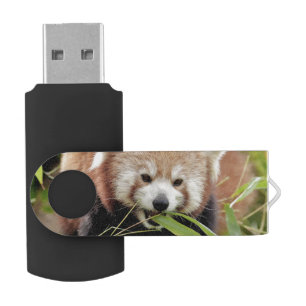Key usb photo red panda. Panda roux. Flash Drive