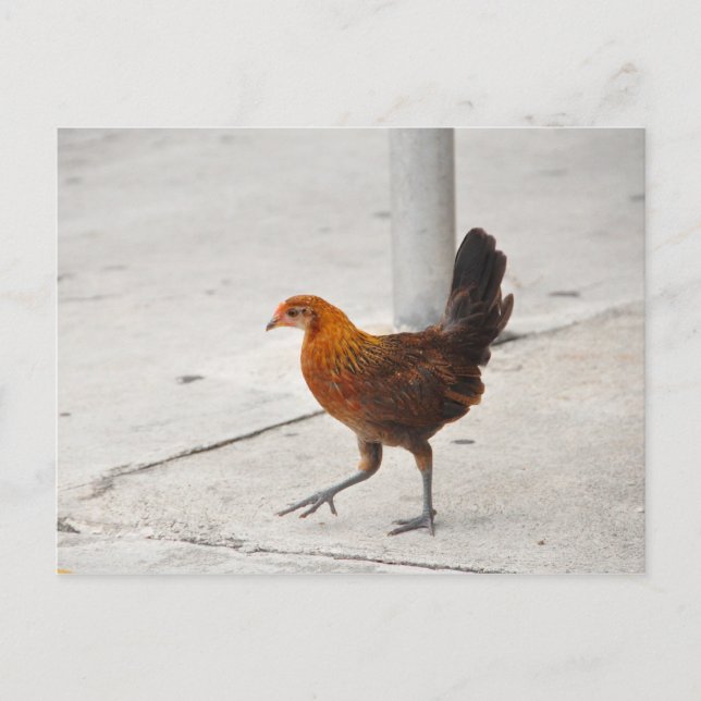 Key West Chicken On Sidewalk Florida Postcard (Front)