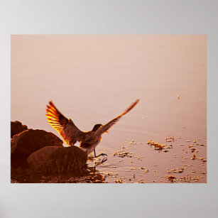 Key West Florida Bird With Stretched Wings Poster