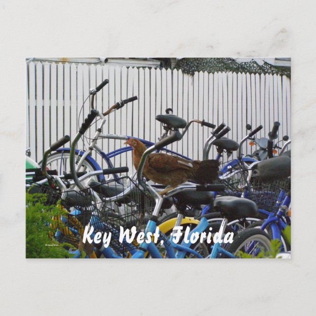 Key West, Florida Postcard (Front)