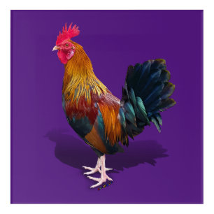 Key West - Gypsy Rooster Acrylic Print