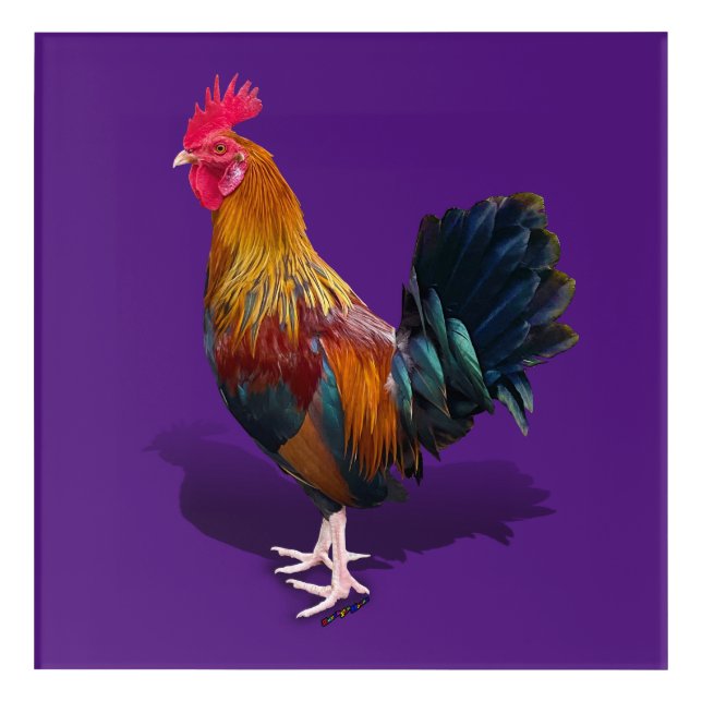 Key West - Gypsy Rooster Acrylic Print (Front)