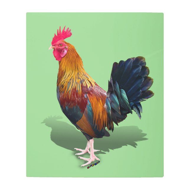 Key West - Gypsy Rooster Metal Print (Front)