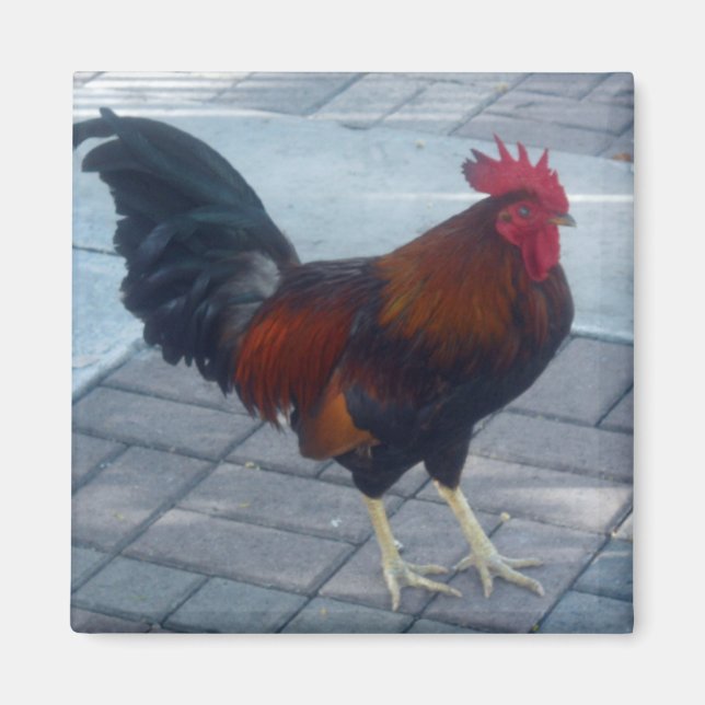 Key West Rooster Magnet (Front)