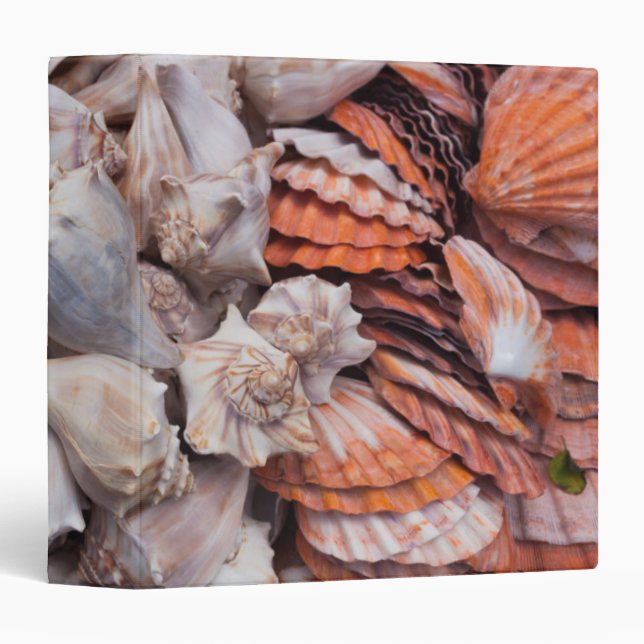 Key West, seashells Binder (Front/Spine)