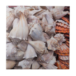 Key West, seashells Tile