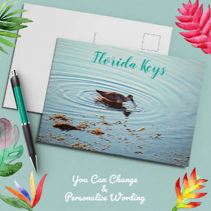 Key West Shorebird Ocean Scene Florida Keys Postcard