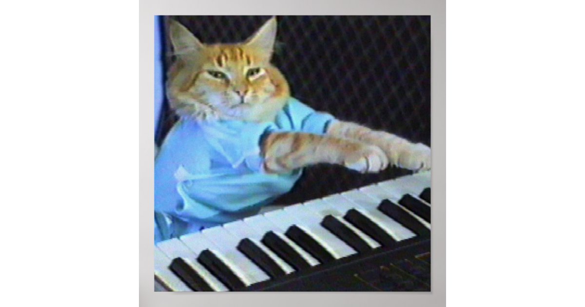 Keyboard Cat Canvas Print! Poster | Zazzle