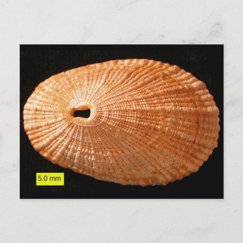 keyhole limpet Diodora italica Postcard