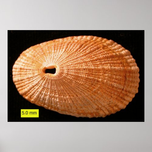 Keyhole limpet Diodora italica Poster