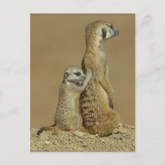 Kgalagadi National Park, Botswana, Africa Postcard (Front)