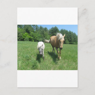 Khrysta, the Morgan horse, and Cash, the mini hors Postcard