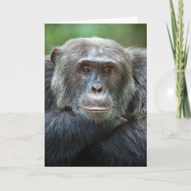 Kibale Chimpanzee Greeting Card - Male portrait (Front)