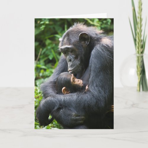 Kibale Chimpanzee Greeting Card __ Mama Umbrella