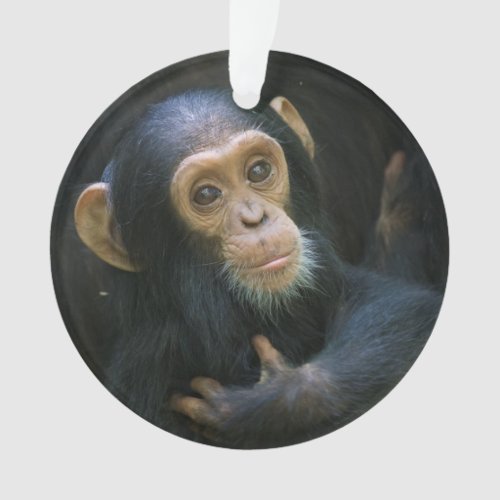 Kibale Chimpanzee Holiday Ornament