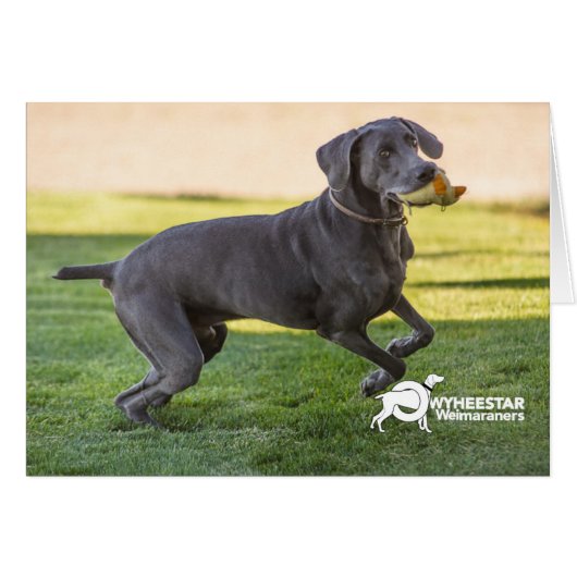 Kick Up Your Paws (Front Horizontal)