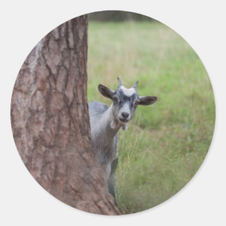 Kid (goat) Peeking From Behind a Tree Classic Round Sticker