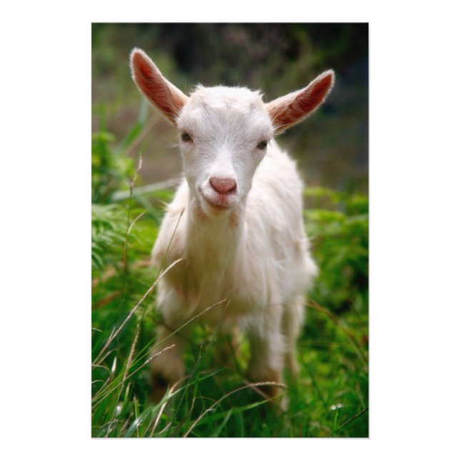 Kid Goat Photo Print (Front)