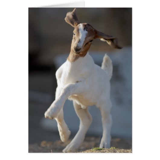 Kid Goat Playing Cards (Front)