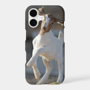 Kid Goat Playing iPhone 17 Case