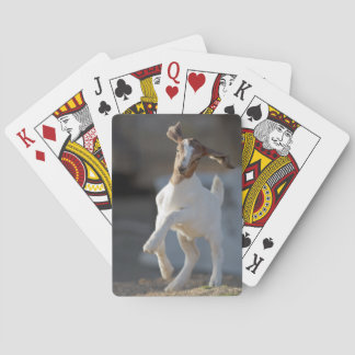 Kid Goat Playing Poker Cards