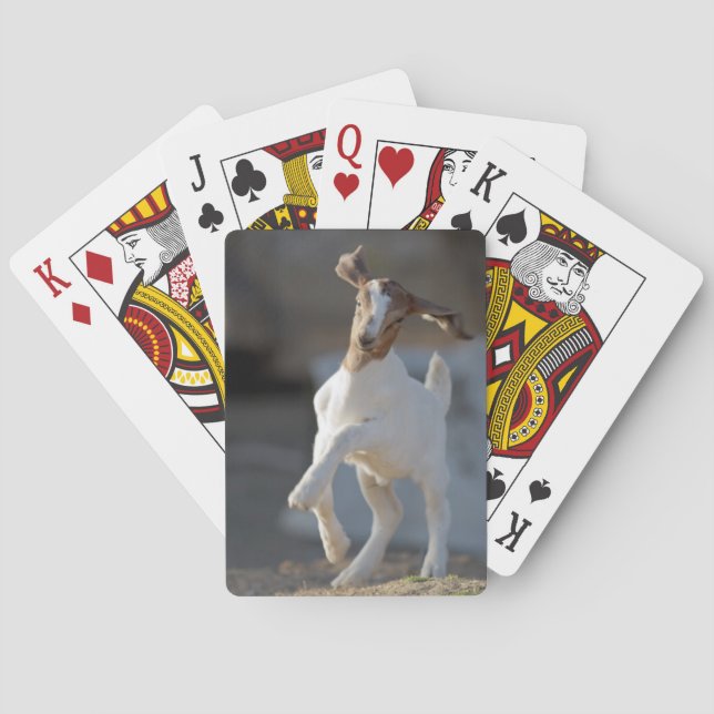 Kid Goat Playing Poker Cards (Back)