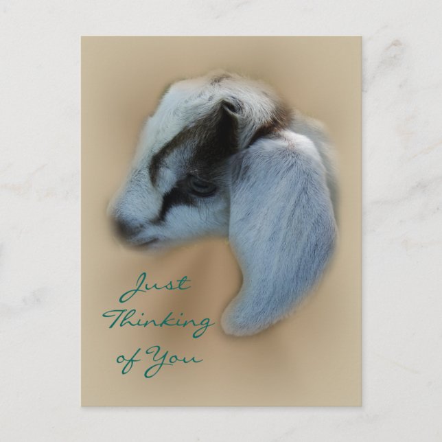 Kid Goat Postcard- customize Postcard (Front)