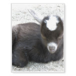 Kid Goat Temporary Tattoos