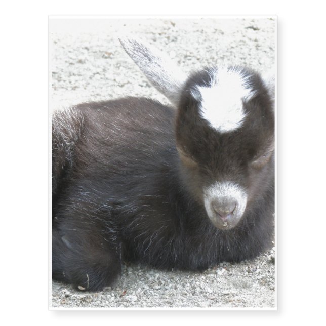 Kid Goat Temporary Tattoos (Front)
