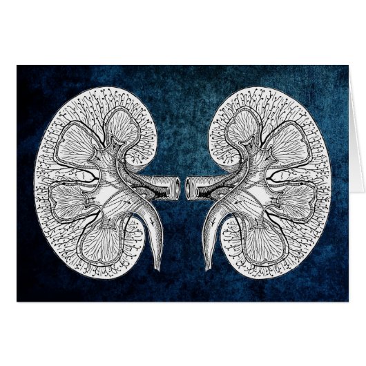 KIDNEY 2 DRAWING CARDS (Front Horizontal)