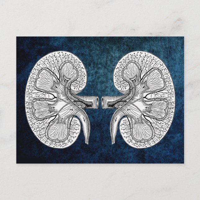 KIDNEY 2 DRAWING POSTCARD (Front)