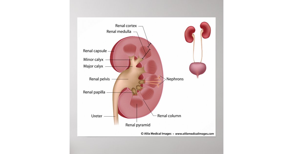 Kidney Anatomy  Labeled Diagram  Poster
