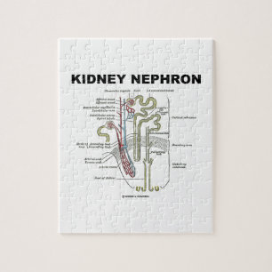 Kidney Nephron (Gray's Anatomy Textbook) Jigsaw Puzzle