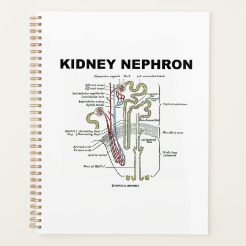 Kidney Nephron Grays Anatomy Textbook  Planner