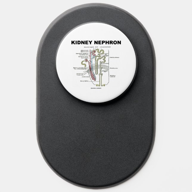 Kidney Nephron Gray's Anatomy Textbook  PopSocket (Popsocket)