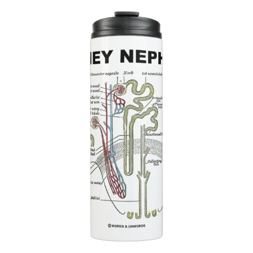 Kidney Nephron Grays Anatomy Textbook  Thermal Tumbler