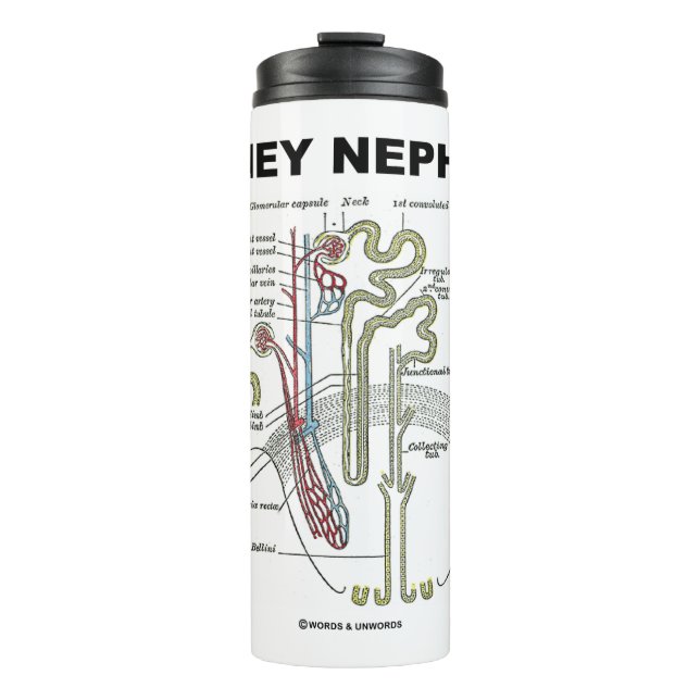 Kidney Nephron Gray's Anatomy Textbook  Thermal Tumbler (Front)