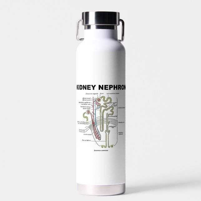 Kidney Nephron Gray's Anatomy Textbook  Water Bottle (Front)