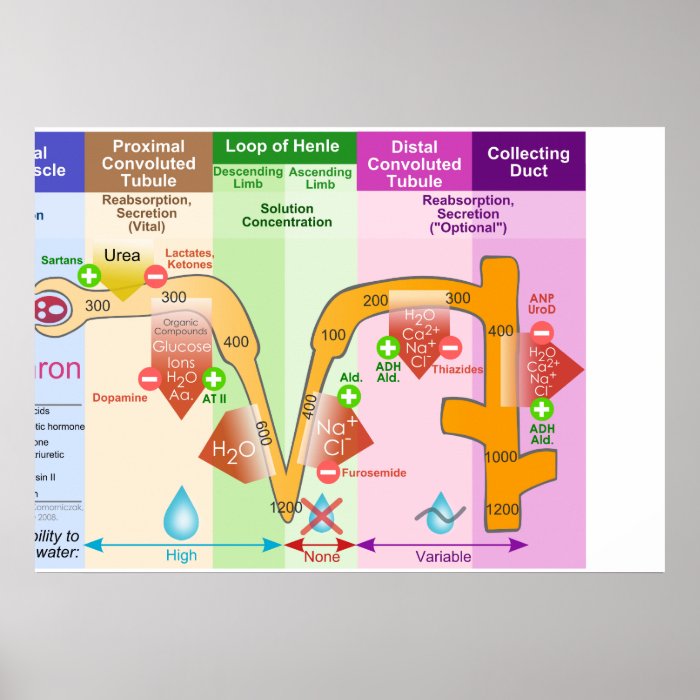 Kidney Nephron Molar Transport Diagram Posters